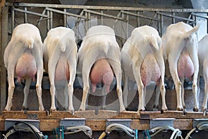 Goat milking facilities in a farm, livestock