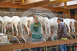 Goat milking facilities in a farm, livestock