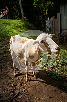 Goat in Mocagua  Amazonas  Colombia photo