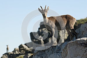 Goat MontÃÂ©s IbÃÂ©rica, Capra pyrenaica, on top of the rock, group photo