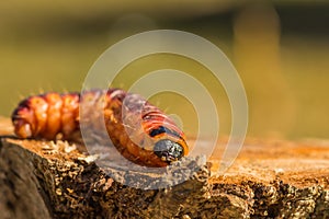 goat moth caterpillar on a willow tree trunk
