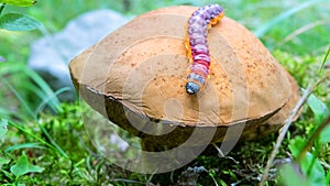 goat moth (Coccus coccus) caterpillar photo