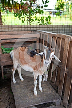Goat mother and kid Caribbean breed in stall domestic