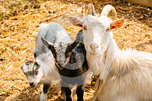 Goat mother with kids