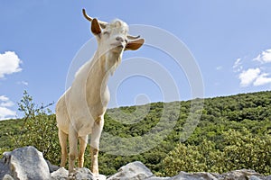 Goat in mountain.