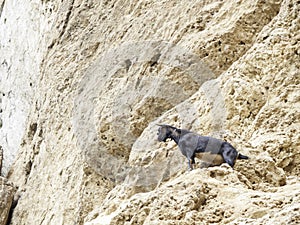 Goat in mountain