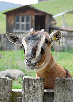 Una capra montagna 