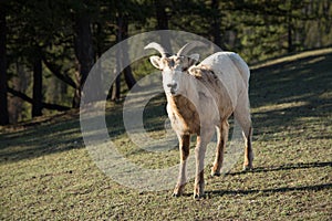 Goat on mountain pasture
