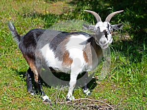 A Goat with a Mouthful of Grass