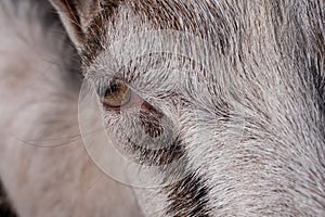 Goat muzzle with eye, close-up