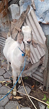 Goat named jambul