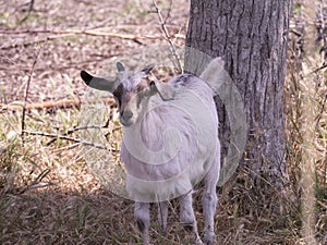 Goat on Nature Reserve at Skala Kalloni Lesvos Greece