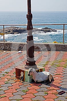 Goat near the pillar on the waterfront