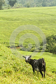 Goat near teplants in Uganda