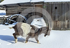 Goat in Oblazy, Slovakia