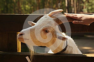 Goat in open air zoo close up photo