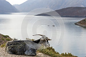 Goat overlooking the sea in Kalymnos island, Dodecanese, Greece