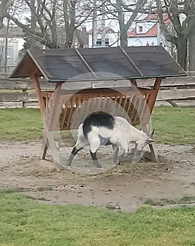 Goat in the park BlumengÃ¤rten Hirschstetten on a farm in vienna photo