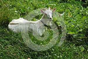 Goat on a pasture