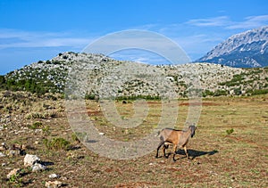 Goat on a pasture