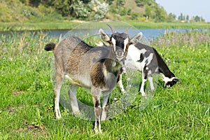 Goat pasture