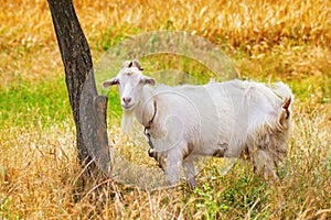 A goat at pasture