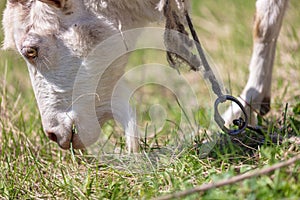 Goat in the pasture eats grass