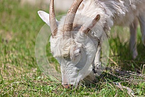 Goat in the pasture eats grass