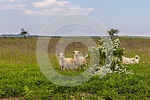 Goat in the pasture. Old Orgy, Republic of Moldova photo