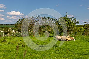 Goat in the pasture. Old Orgy, Republic of Moldova photo