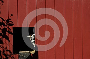 Goat Peeking Out of Barn Door