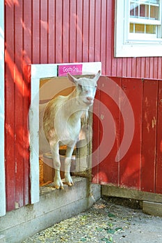 Goat peeking out farm door