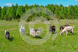 Goat pets graze on a green meadow.