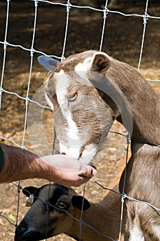 Goat Petting Zoo