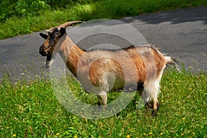 Goat of Picos de Europa at Asturias Spain photo