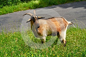 Goat of Picos de Europa at Asturias Spain