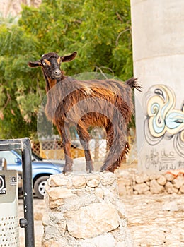 Goat On A Pillar In Oman - March 23023