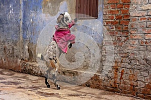 A goat in a pink coat during winter time in Varanasi, India