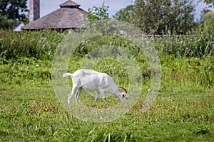 Goat in Poland