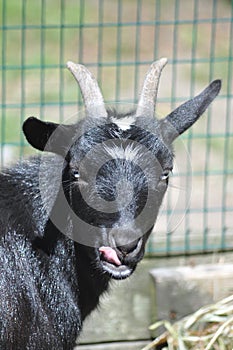 Goat Portrait