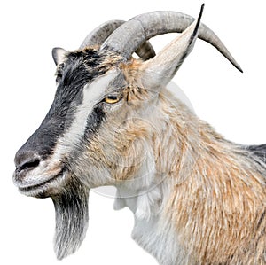 Goat portrait close up. Beautiful, cute, young brown goat on white background. Farm animals.