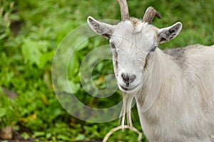 Goat portrait