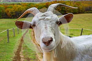 Goat portrait from the farm