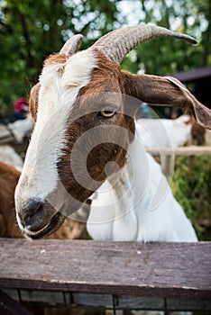 Expressive goat portrait photo