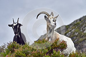 Goat portrait, Norway, goat posing for pictures