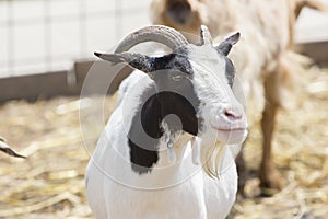 Goat portrait