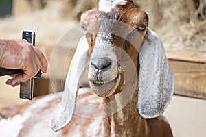Goat posing at a country farm