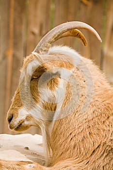 Goat in profile
