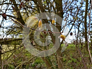 Goat or Pussy Willow - Salix caprea, Norfolk, England, UK