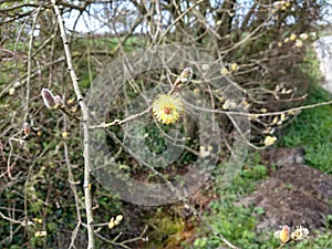 Goat or Pussy Willow - Salix caprea, Norfolk, England, UK